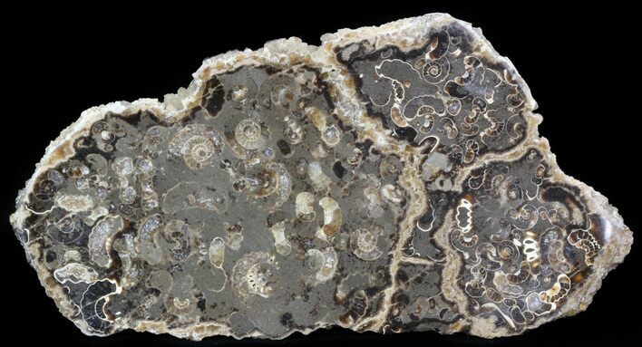 Polished Ammonite Fossil Slab - Marston Magna Marble #42095